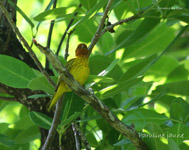 Paruline jaune_3044.jpg